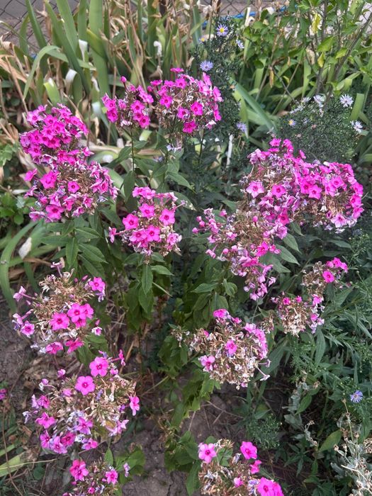 Продам цветы разные