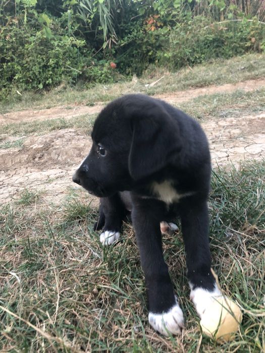 Catei gasiti pentru adoptie in Crevedia Buftea