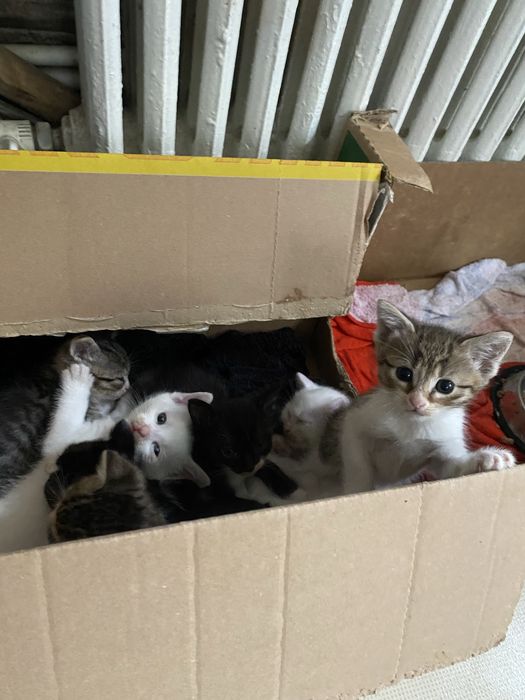 Puiuti adorabili spre adoptie