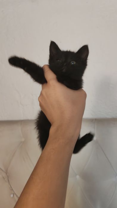 Отдам в добрые руки котенка