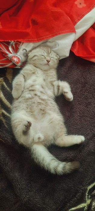 Mushik sotiladi 2 oylik tabiy zolatoya shenshilla oʻgil bola