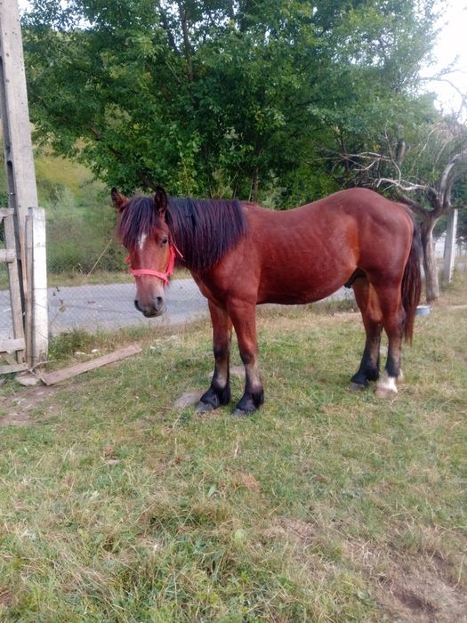 Vand mânz de 1 an si 4 luni ușor negociabil