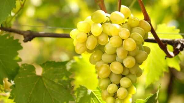 Продавам грозде за вино и ракия и десртно