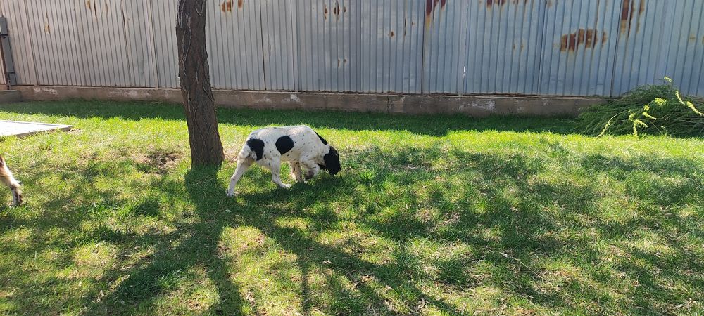 Продам щенка Спаниеля