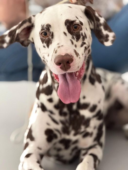 Далматин на фотоссесию