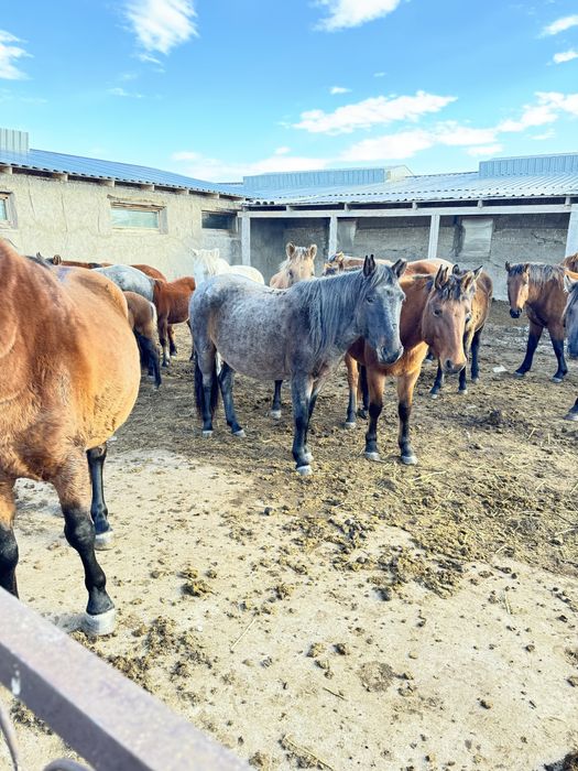 Соғымға жылқылар сатылады