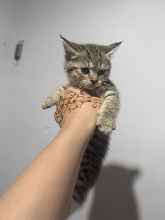 Отдаем котят бесплатно, в добрые руки!!!