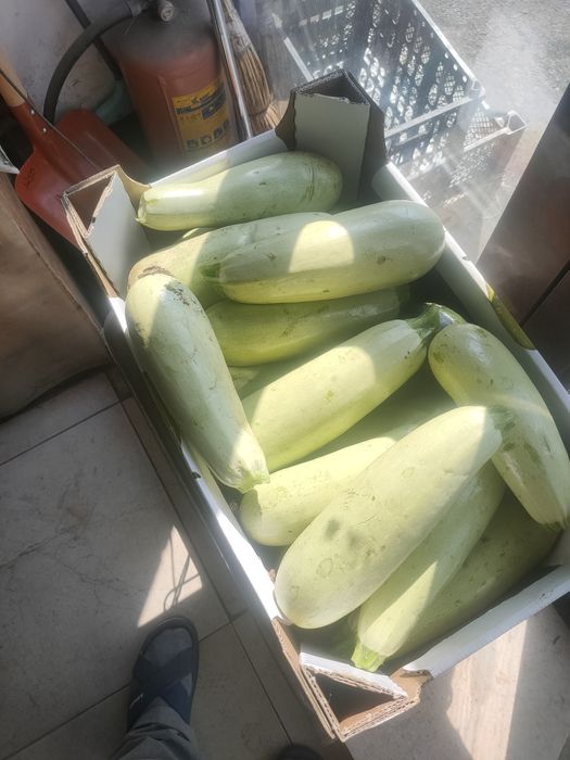 Огурцы засолка местные