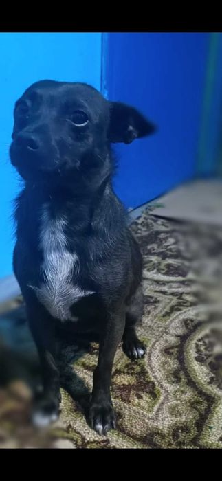 Маленькие собачки в добрые руки. Помесь, Русский черный пинчер