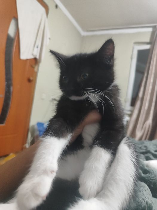 ПОТЕРЯЛАСЬ кошка ! Кличка Фанни