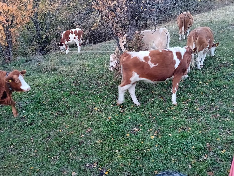 Vînd vaci Balțata românească
