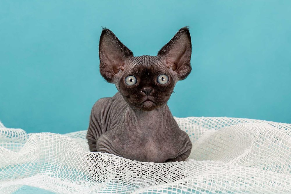 Котята девон рекс