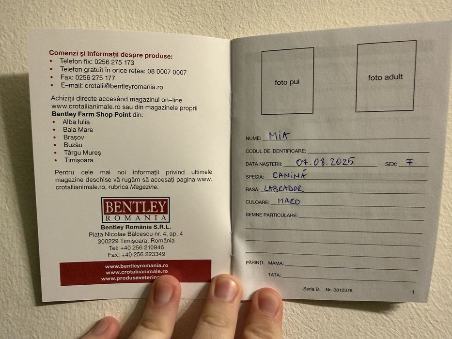 Donez cățel – metis Labrador + Amstaff