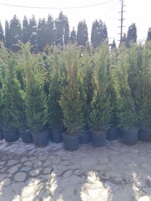 Tuia, Platan, Mesteacăn, Tei, Gazon