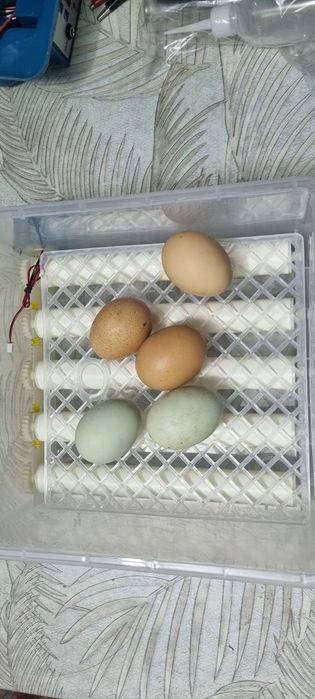 Inkubator Sotiladi 16 talik Avtomat