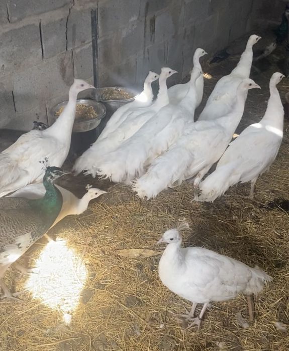 Белые Павлины молоднях