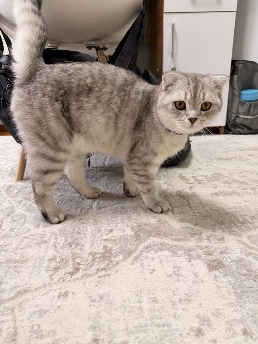 Продается породистый кот