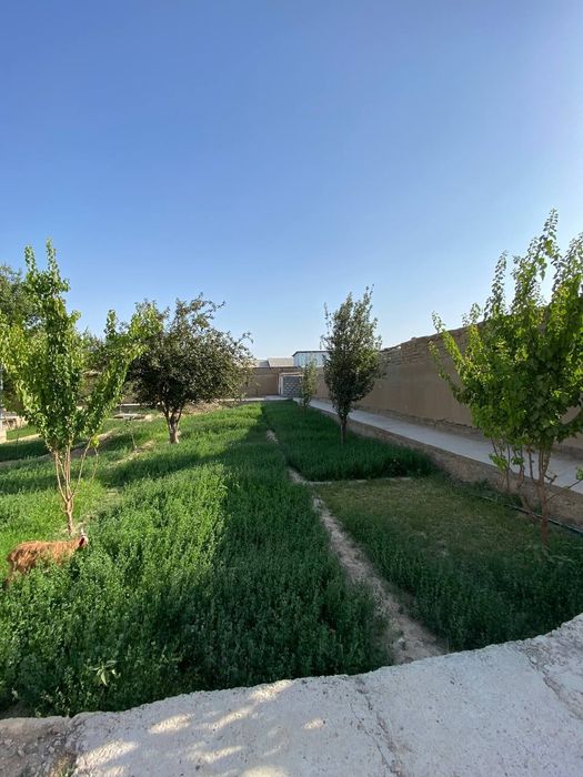 Navoiy shahar Narpay bustonda 5 sutiqli yer sotiladi