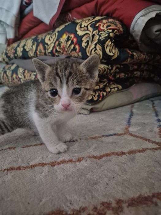 Мысық тегін 3  баласы мамасымен