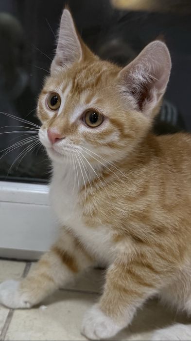 Котенок в добрые руки