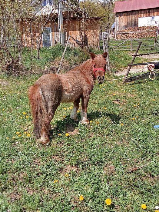 Vând  ponei de 5 ani foarte cuminte  duce  calare