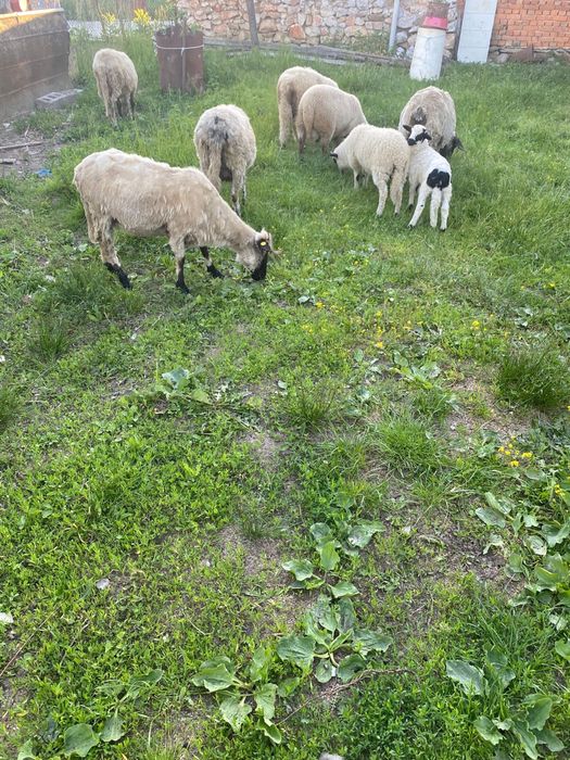 Vând 5 oi si 4 miei(3 oi țurcane și 2 sufolk) (0728051833)
