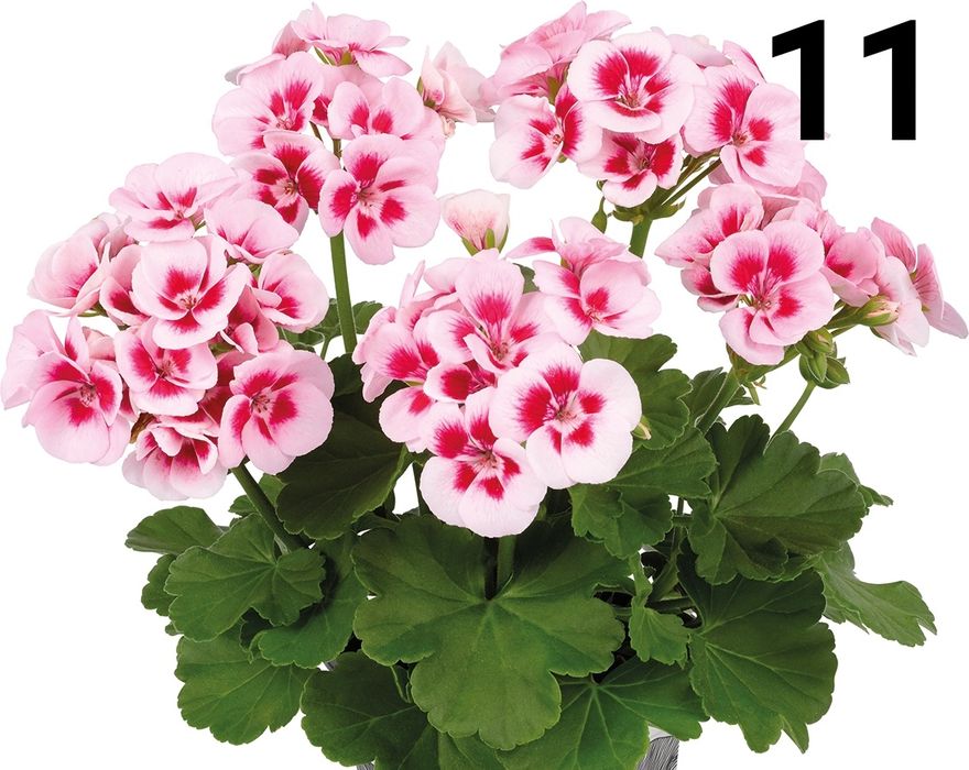 Нискостеблено мушкато-2.50€