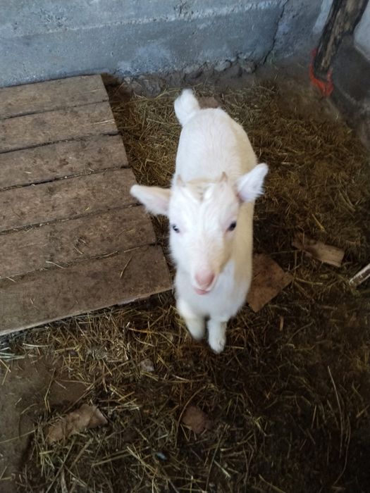 Лактар сатылады занин