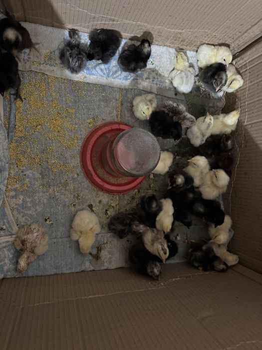 Продам  домашних цыплят