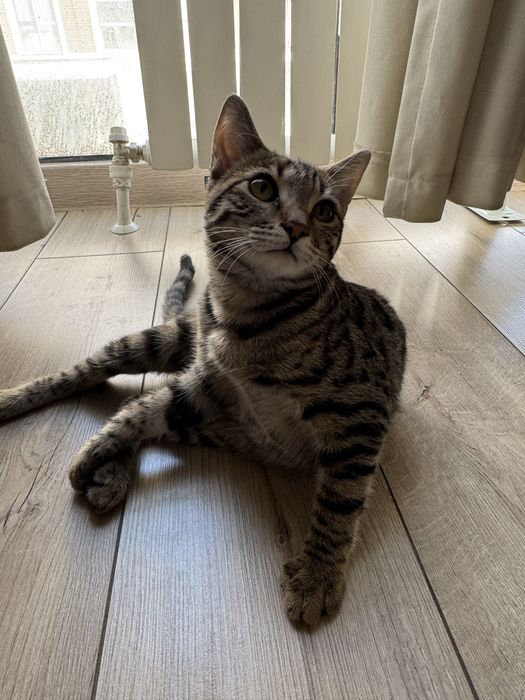 Ищу дом для котенка!!!