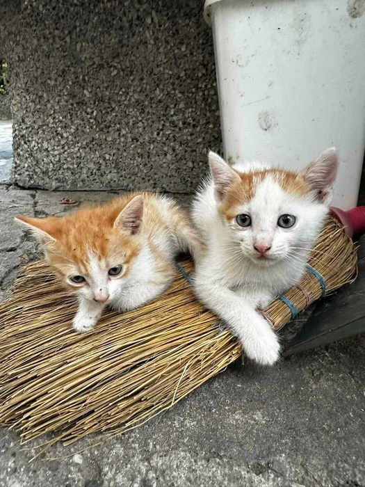 Подарявам малки котенца