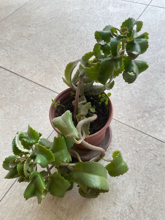 Домашние ростения