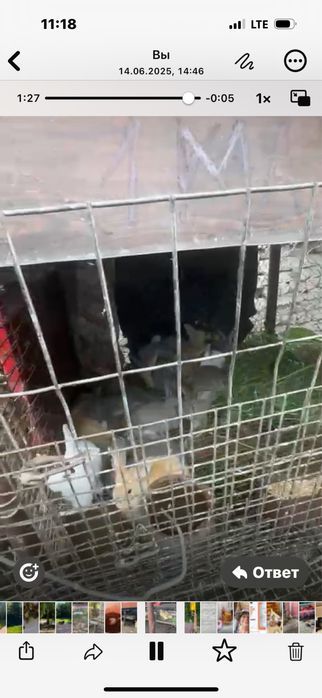 Кролики, кролики, кролики