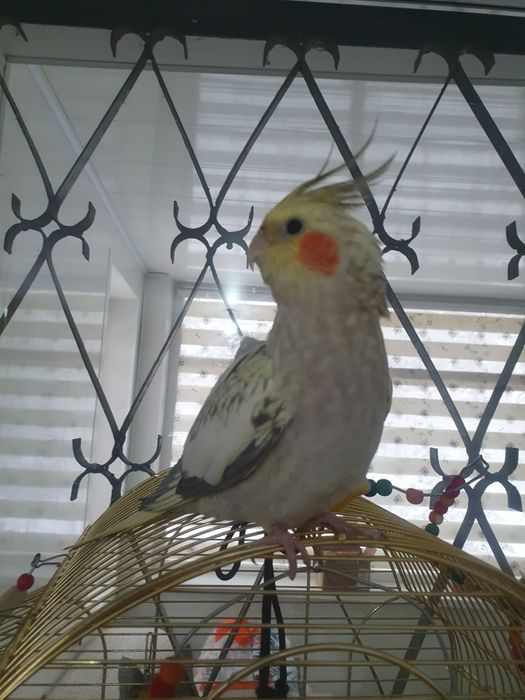 Попугай Корелла с клеткой