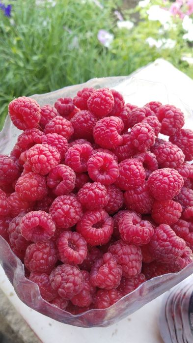 Продам Малину, свежесобранная