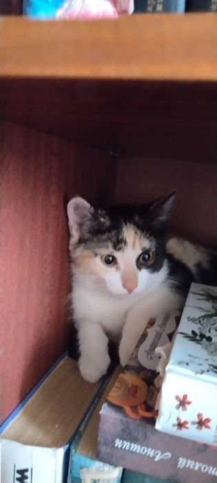 Отдам кошечку бесплатно