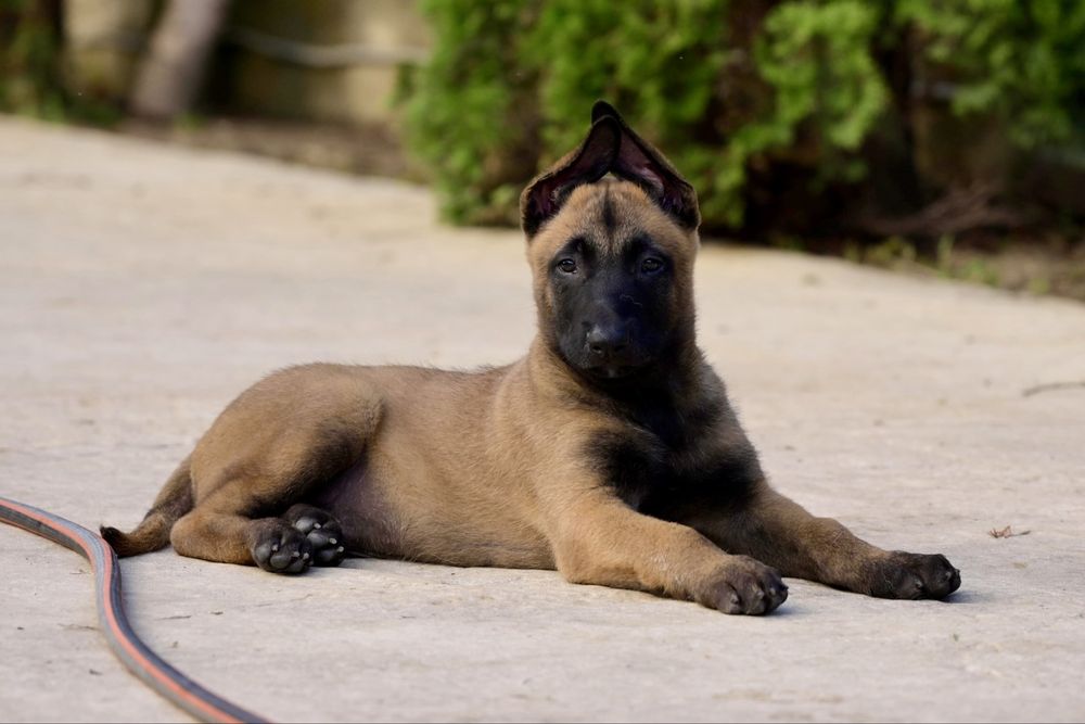 Ciobanesc belgian -Malinois - Mascul