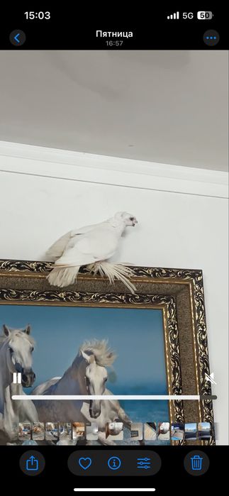 Самец гульбадам голуби