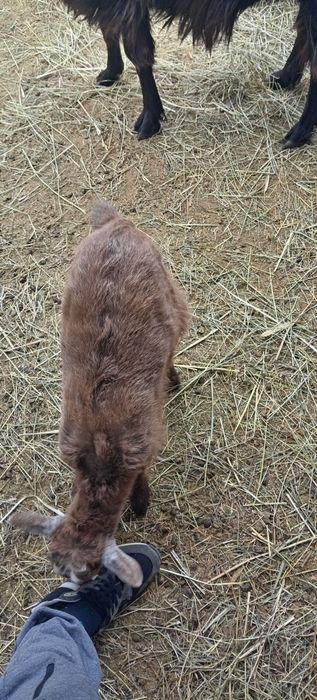 De vanzare iezi de paste pentru sacrificat