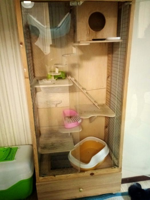 Шиншилла с домиком