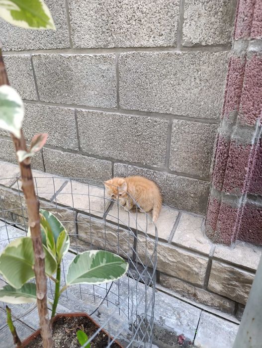 Котенок скоттиш страйт.