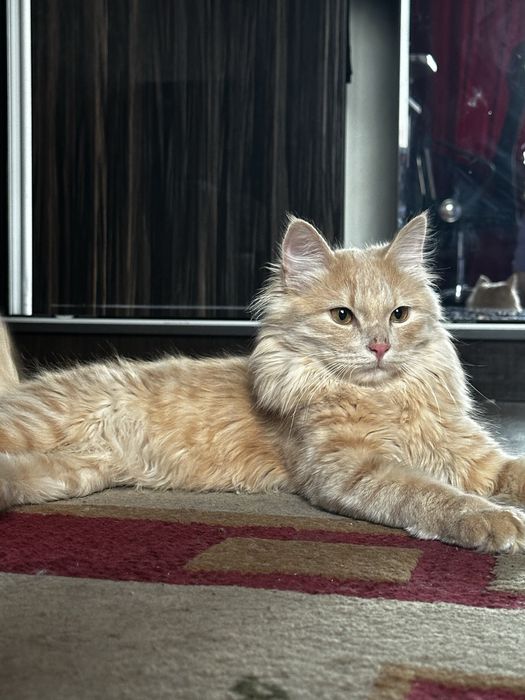 Отам кота в добрые руки