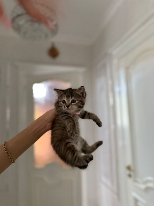 Котята турецкой ангоры