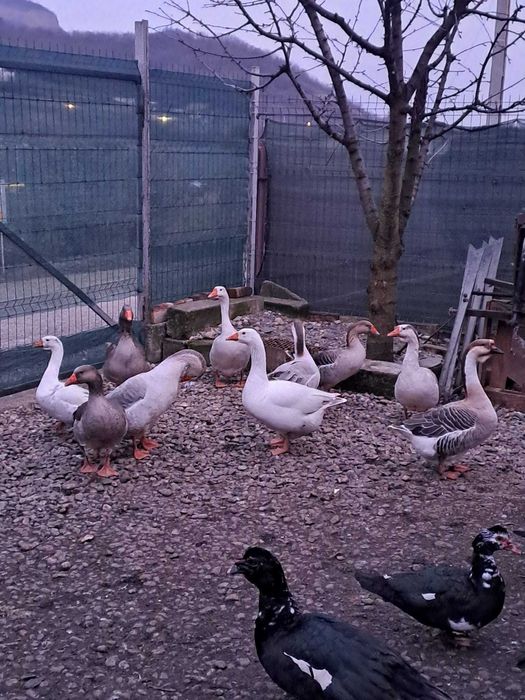 Vand gaste toulouse si rate mute