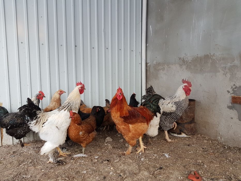 Инкубационное яйцо домашних кур