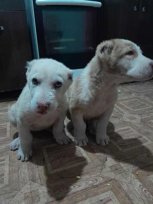 Щенки Алабай Породистые