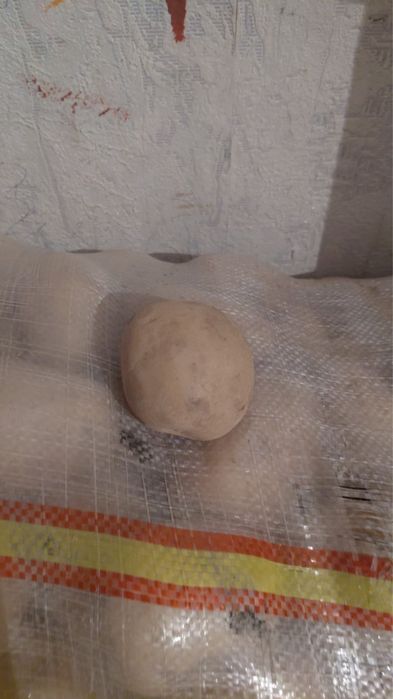 Пролам картофель Павлодар
