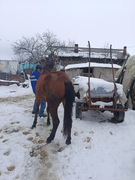 Vând vițea de un an și mânză de 2 ani