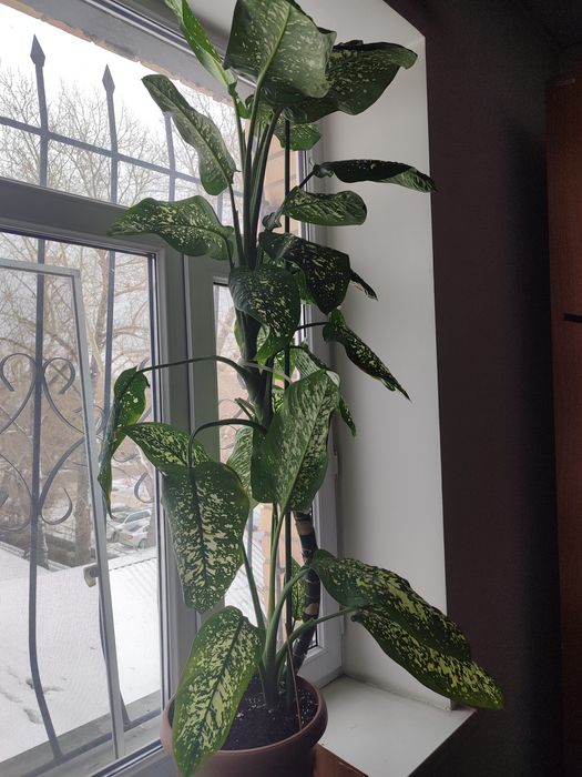 Диффенбахия Комнатные цветы