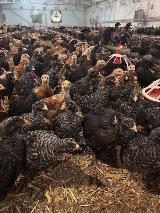 Ferma de pui zburați